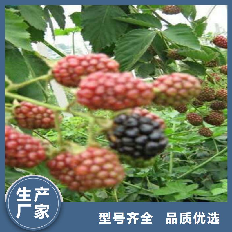 树莓樱桃苗超产品在细节