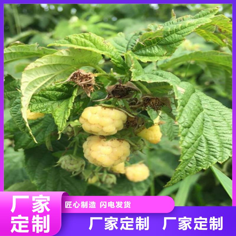 双季树莓苗怎么卖批发零售