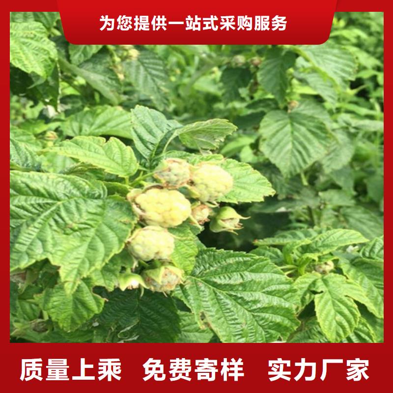 【树莓北美冬青实体诚信经营】
