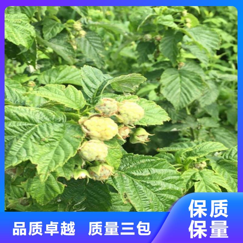 双季树莓苗怎么卖批发零售