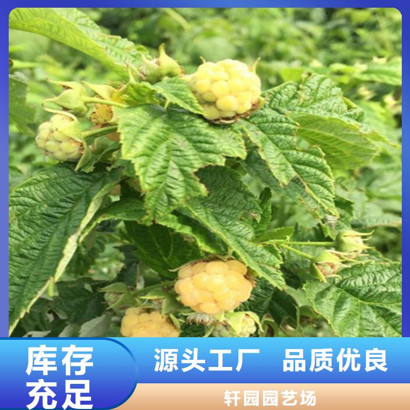【树莓】杏树苗实体厂家大量现货