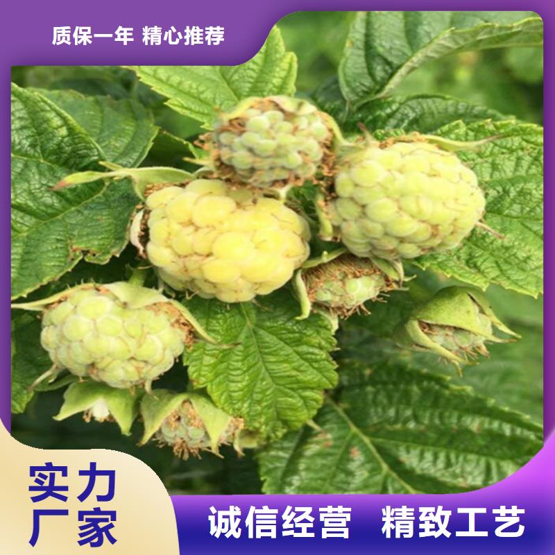 树莓苹果苗细节之处更加用心