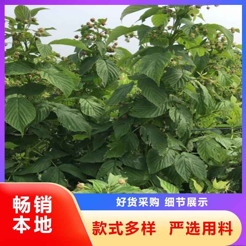 树莓3公分软籽石榴苗质量上乘