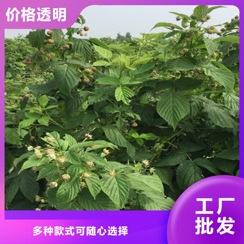 树莓-【梨树苗】专业的生产厂家