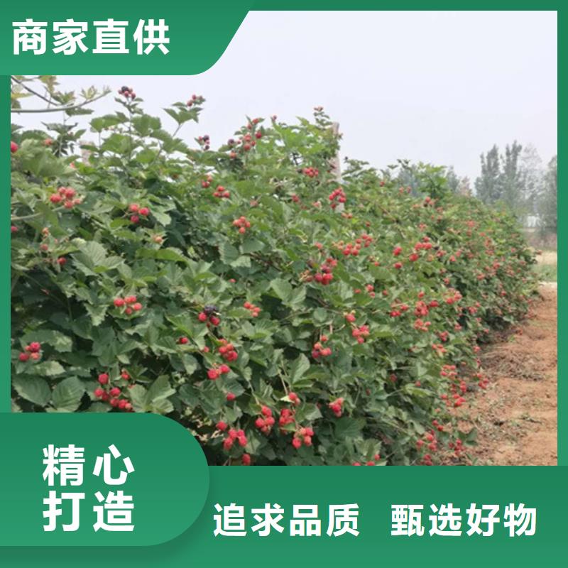 树莓,【石榴苗】高品质现货销售