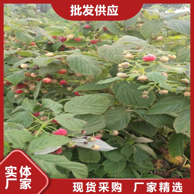 树莓樱桃苗超产品在细节
