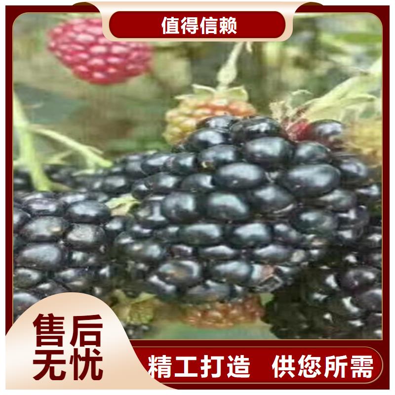 树莓_【桃树苗】精选优质材料