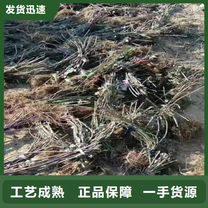 树莓苗多少钱一棵