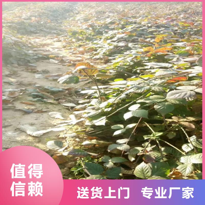 树莓【石榴树】服务周到