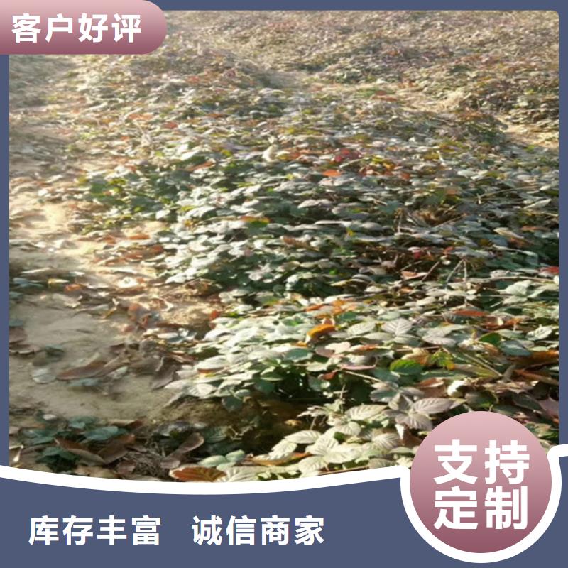 树莓_【桃树苗】精选优质材料
