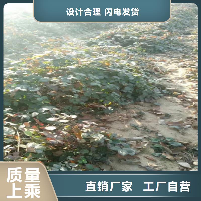 树莓樱桃苗厂家定制