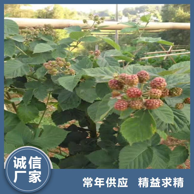 【树莓】杏树苗实体厂家大量现货