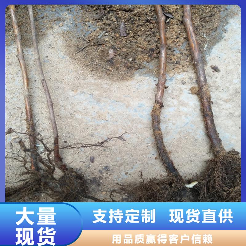 树莓-杏树苗产品细节参数
