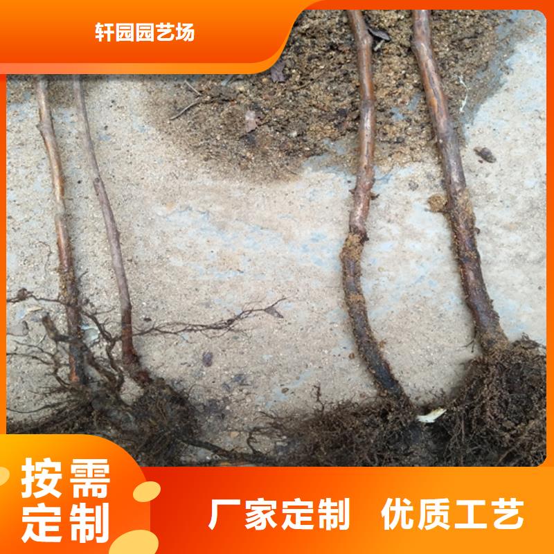 树莓-【梨树苗】专业的生产厂家