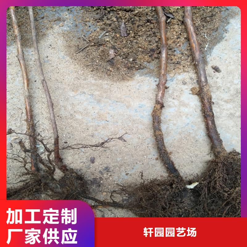 树莓-北美冬青品质商家