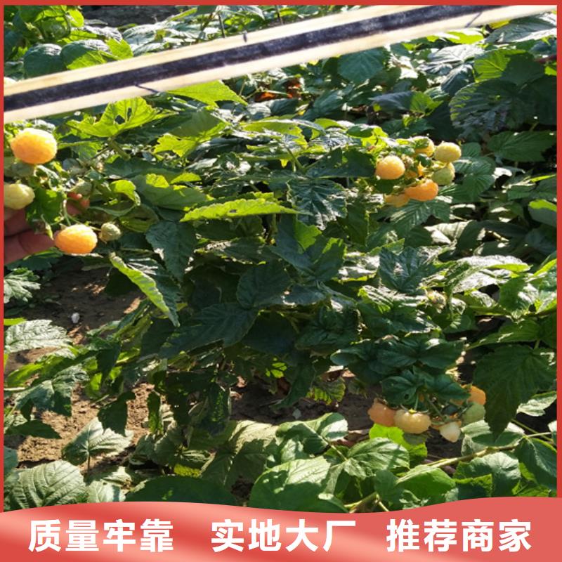 【树莓】杏树苗实体厂家大量现货