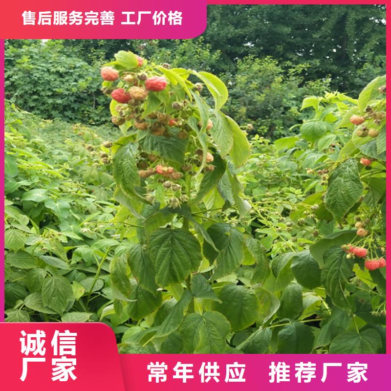 树莓,【石榴苗】高品质现货销售