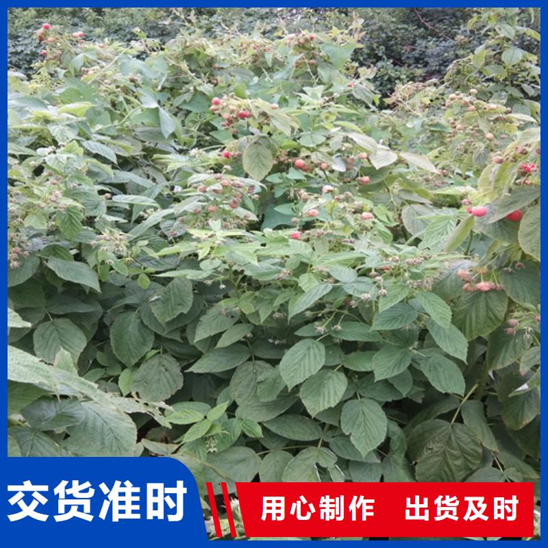树莓_【桃树苗】精选优质材料