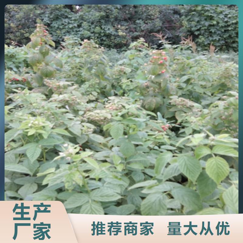 树莓-【梨树苗】专业的生产厂家