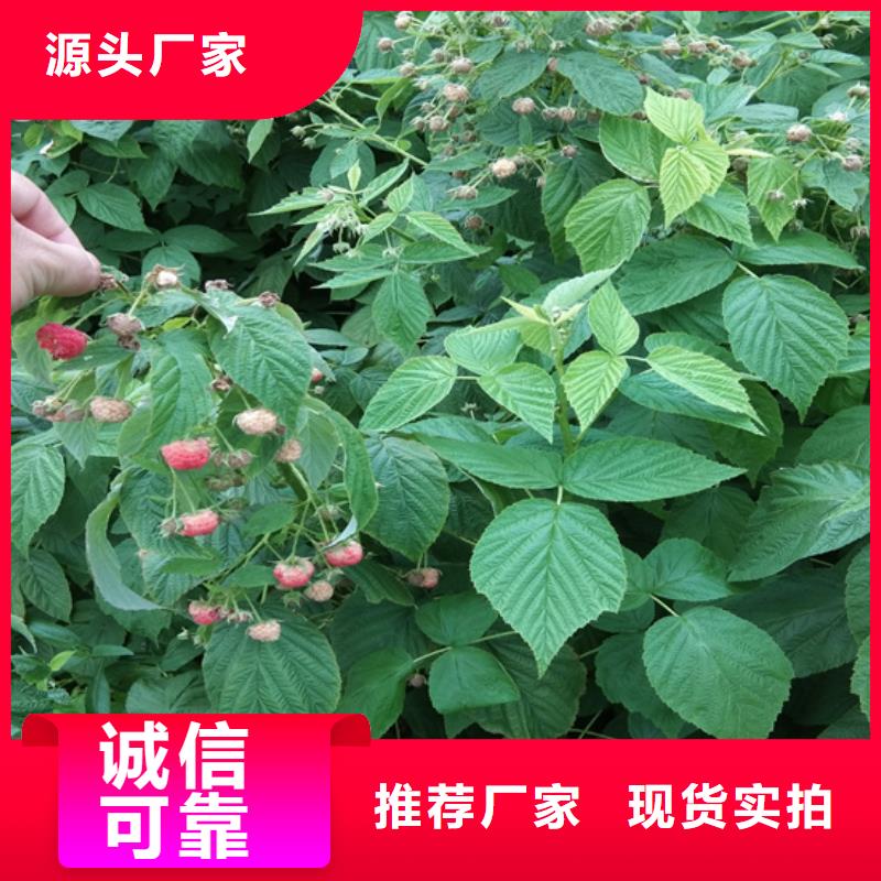 双季黄树莓苗多少钱一棵