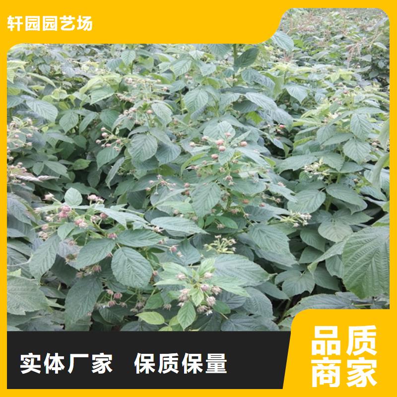 【树莓】杏树苗实体厂家大量现货
