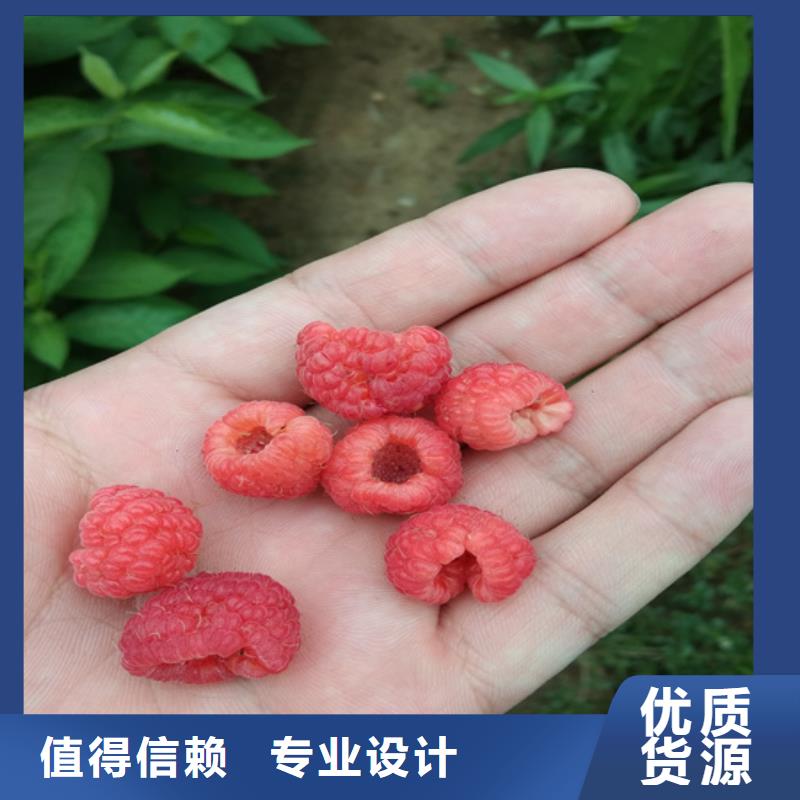 【树莓】苹果苗支持定制加工