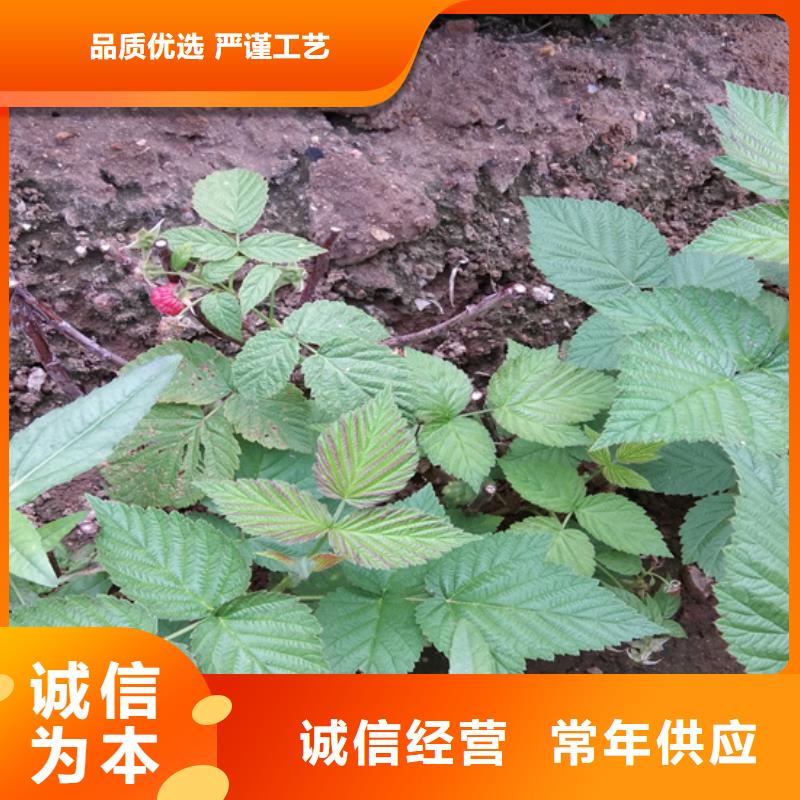 双季树莓苗怎么卖批发零售