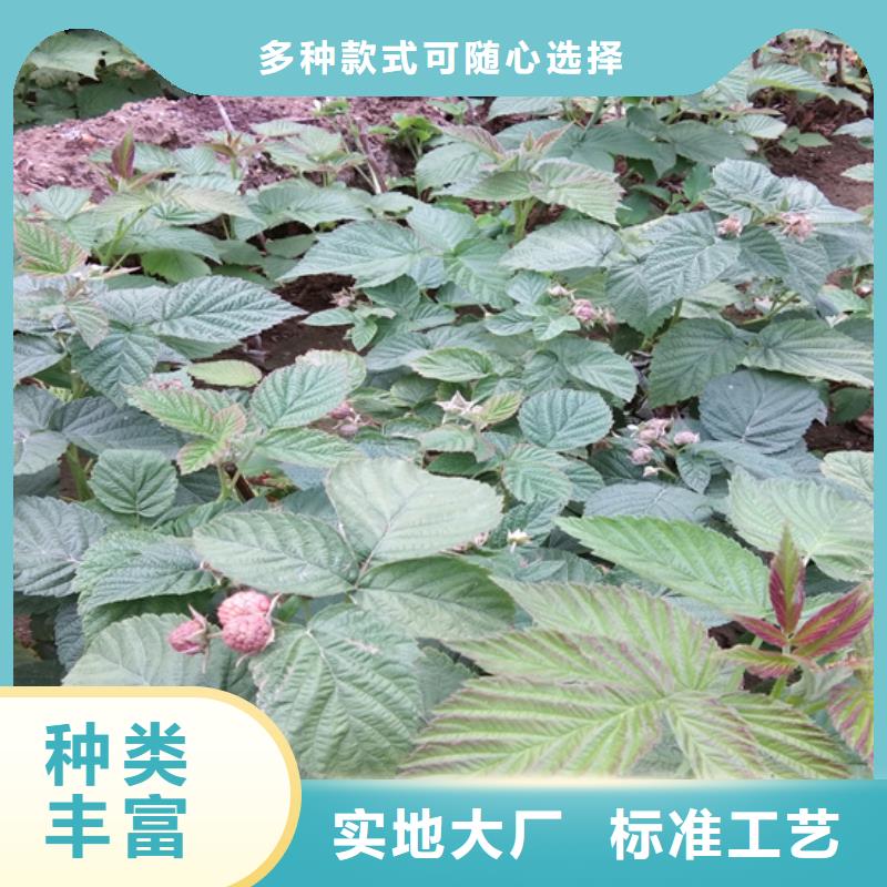 【树莓北美冬青实体诚信经营】