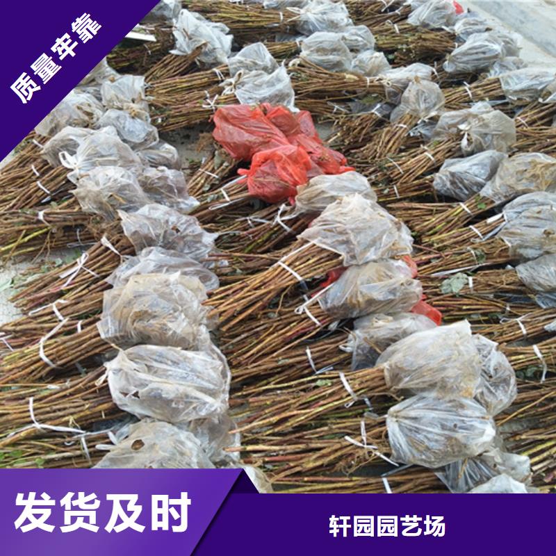 树莓-北美冬青品质商家