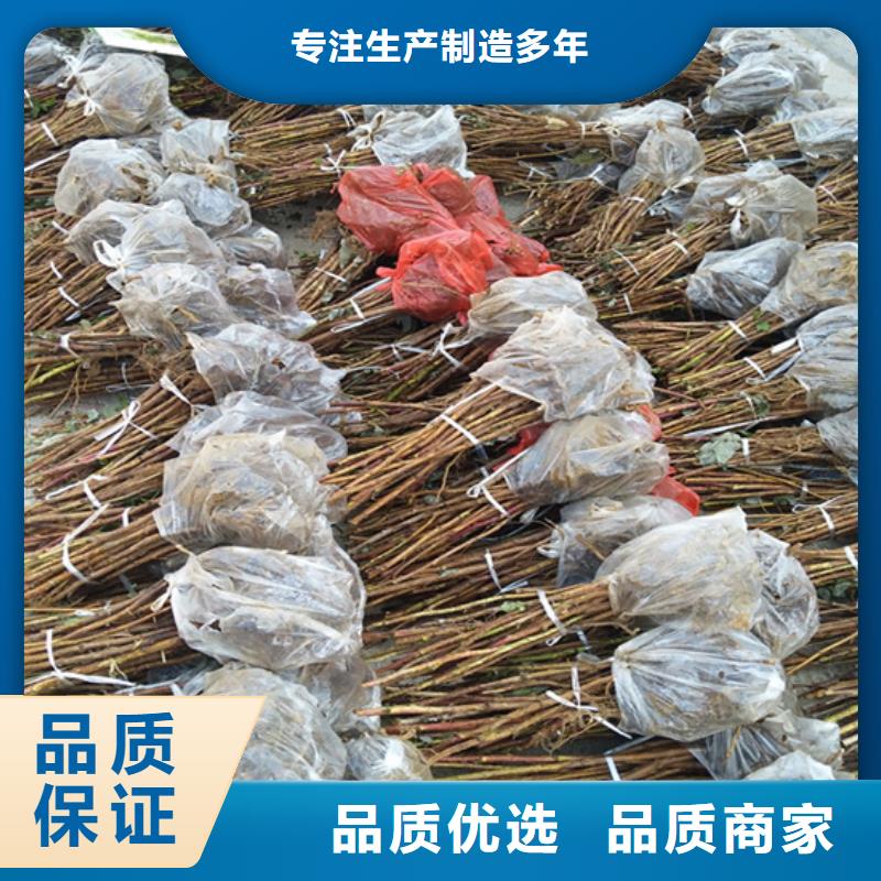 【树莓】杏树苗实体厂家大量现货