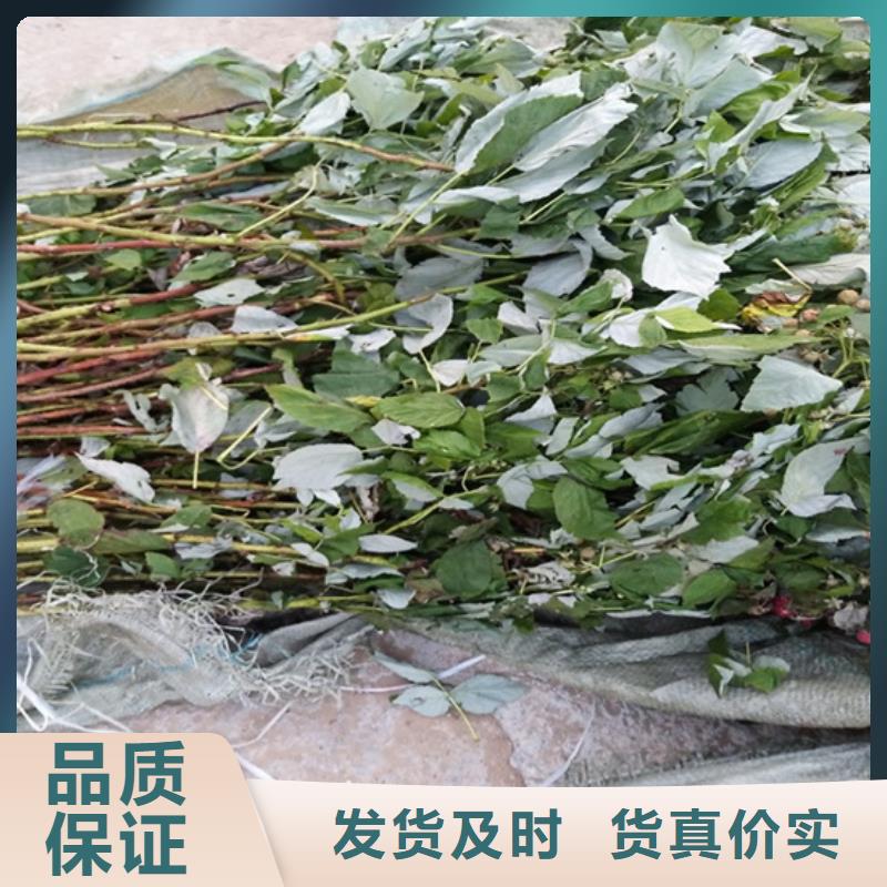 树莓3公分软籽石榴苗质量上乘
