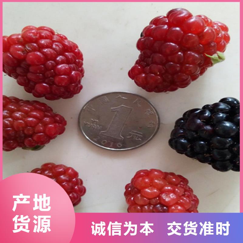 树莓-杏树苗产品细节参数