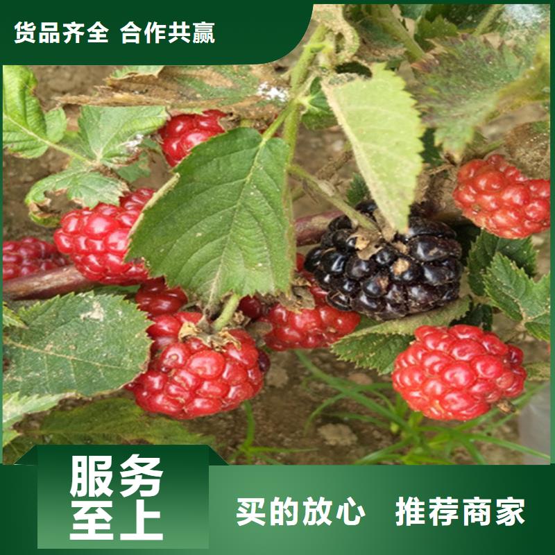 树莓-北美冬青品质商家