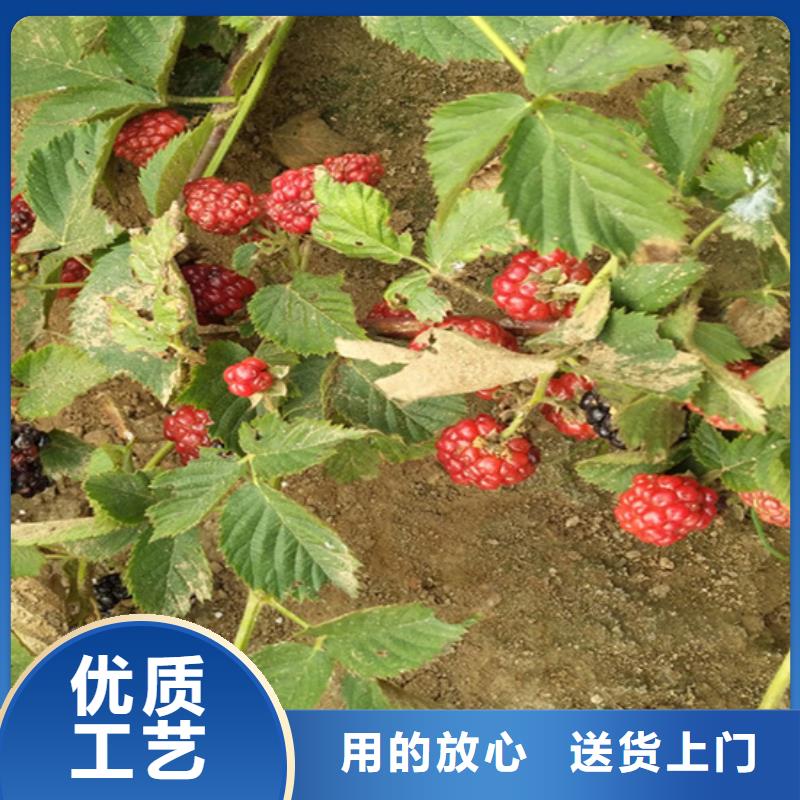 【树莓】苹果苗支持定制加工