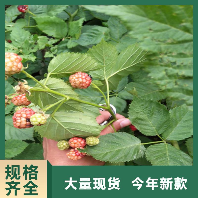 树莓-北美冬青品质商家