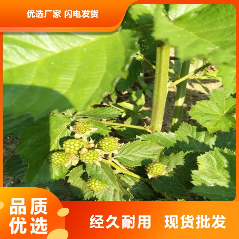 树莓-【梨树苗】专业的生产厂家