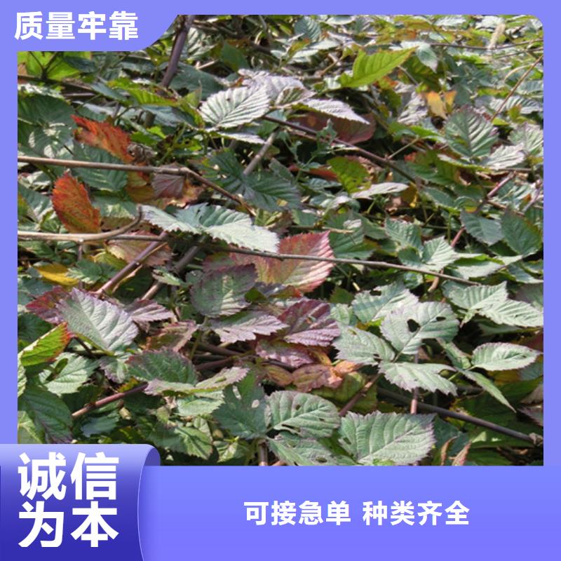 【树莓】苹果苗支持定制加工