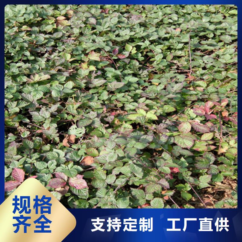 树莓-【梨树苗】专业的生产厂家