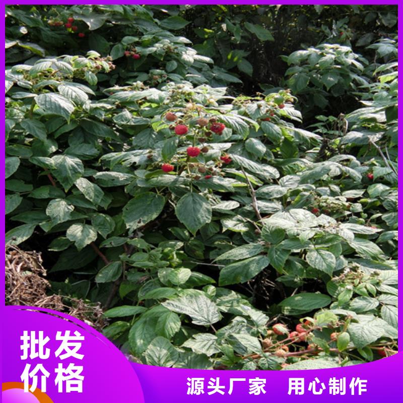 树莓3公分软籽石榴苗质量上乘