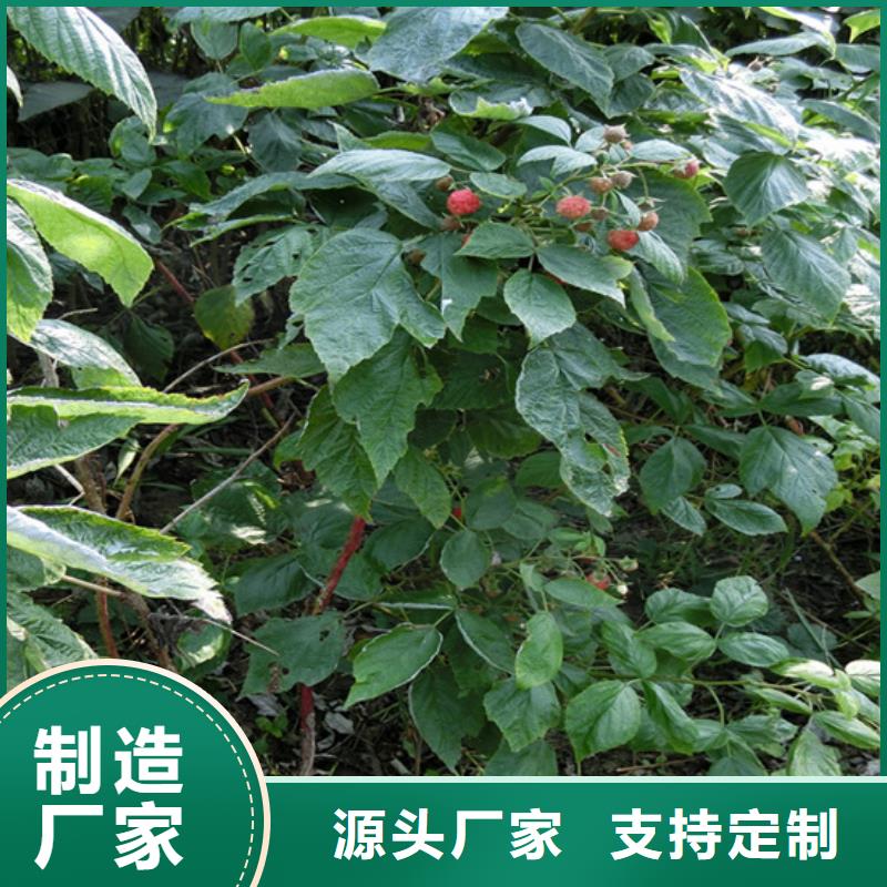 树莓-北美冬青品质商家