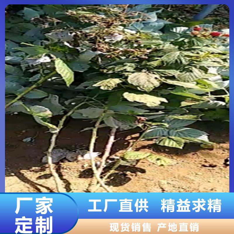 树莓-北美冬青品质商家