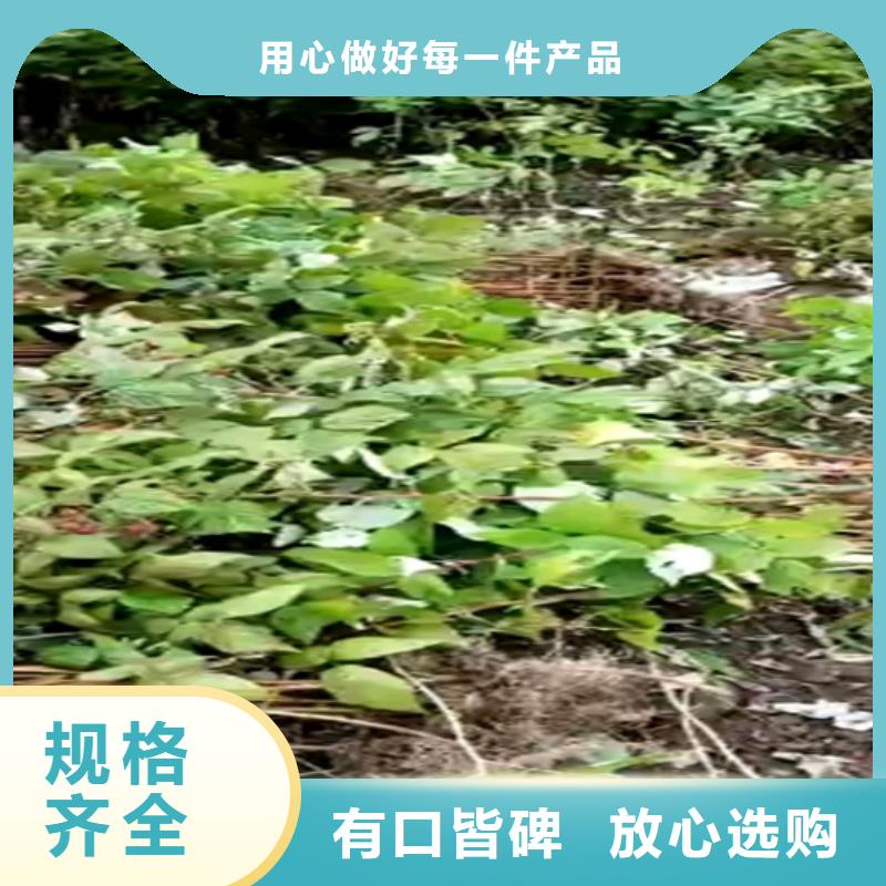树莓-北美冬青品质商家