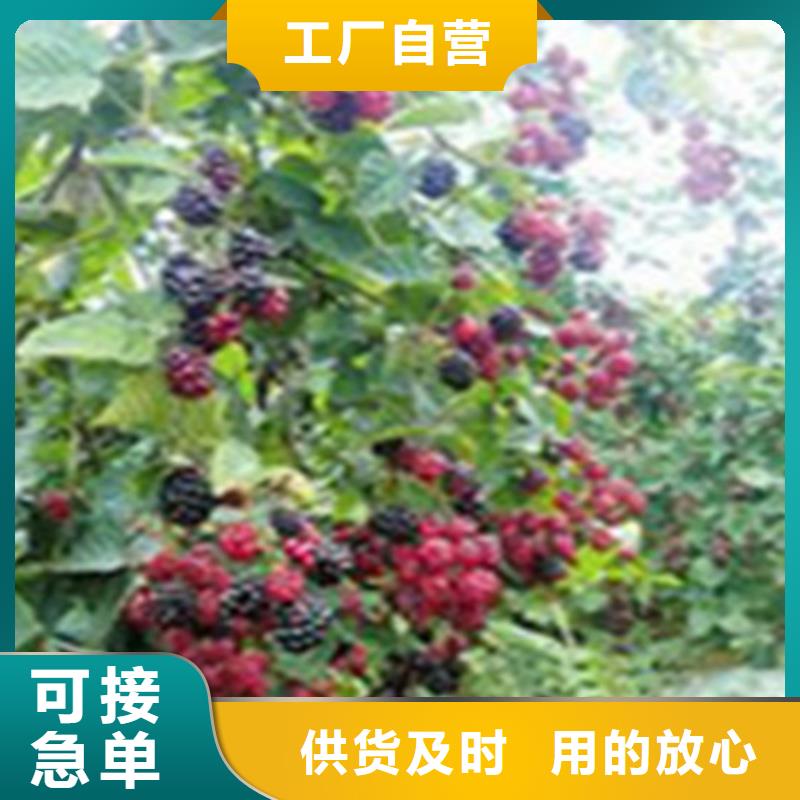 树莓-北美冬青品质商家