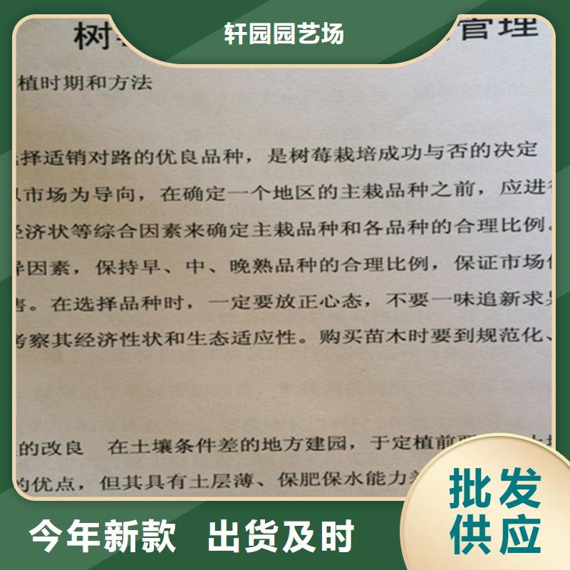 双季黄树莓苗多少钱一棵