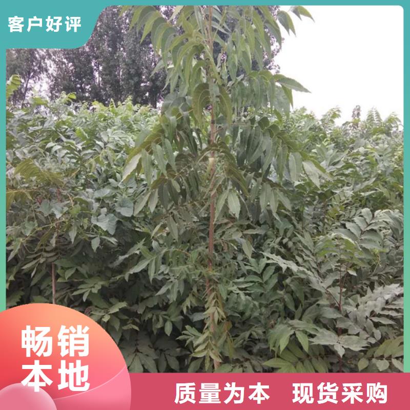 碧根果苗成活率高