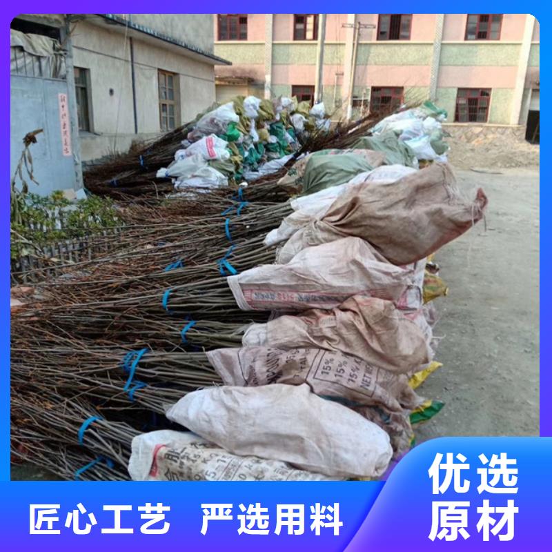 碧根果【无花果苗】好货采购