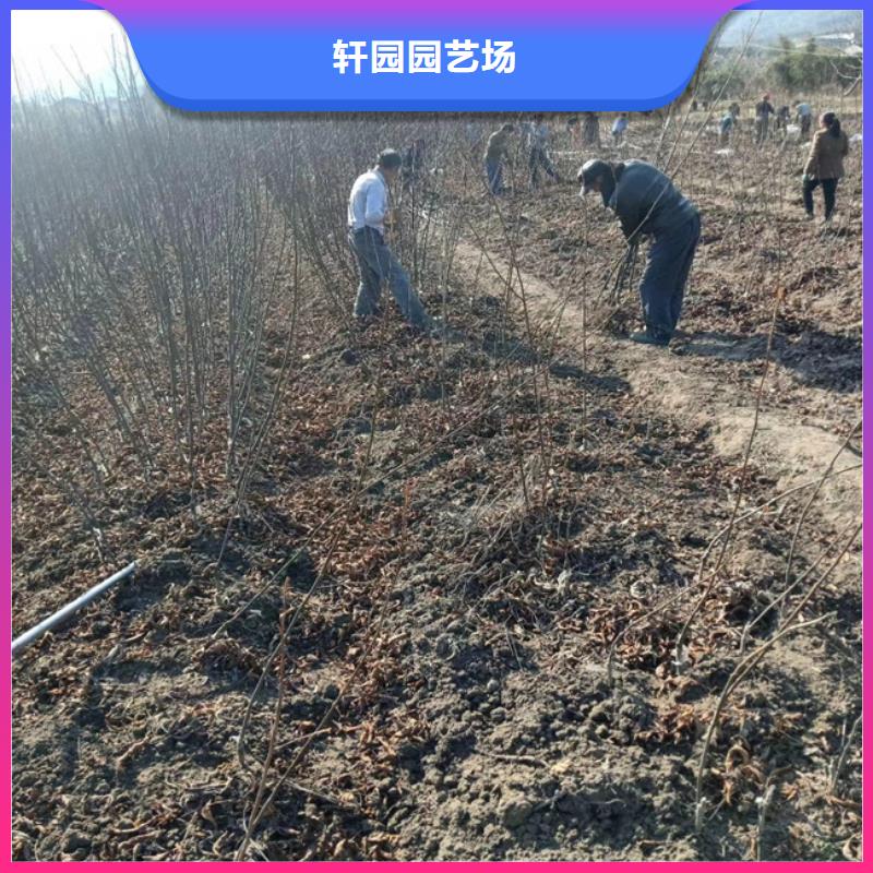 碧根果梨树苗工厂采购