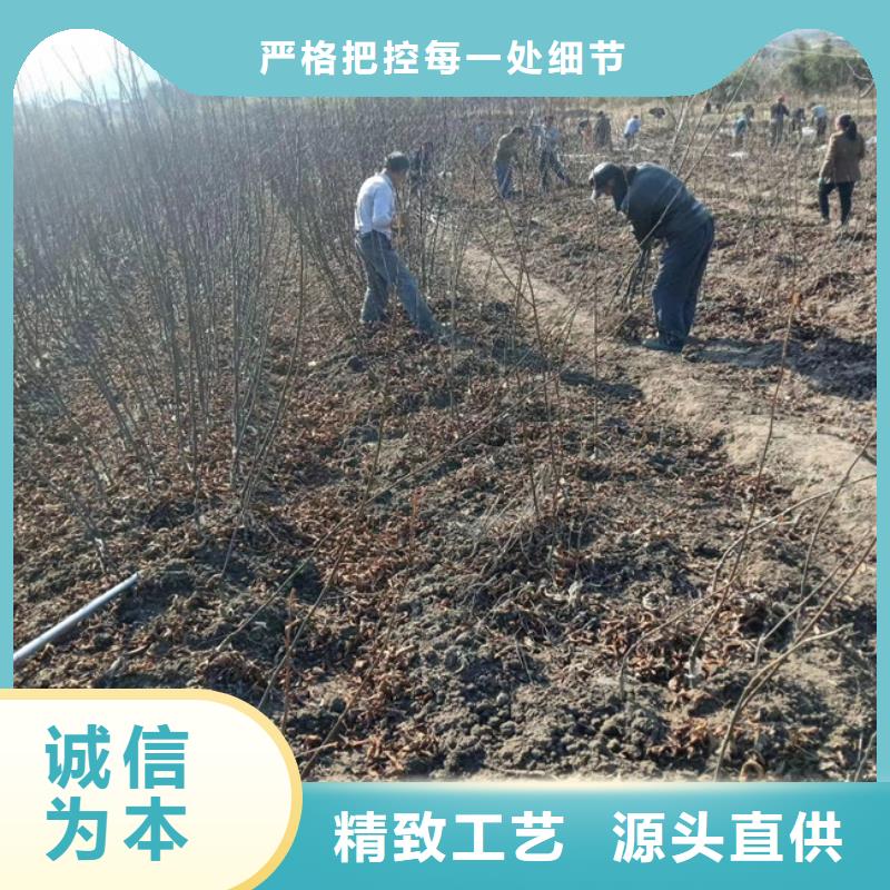 碧根果樱桃苗工艺精细质保长久