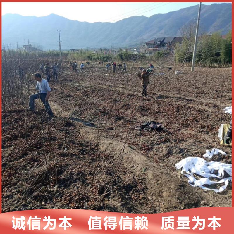 碧根果苹果苗厂家十分靠谱