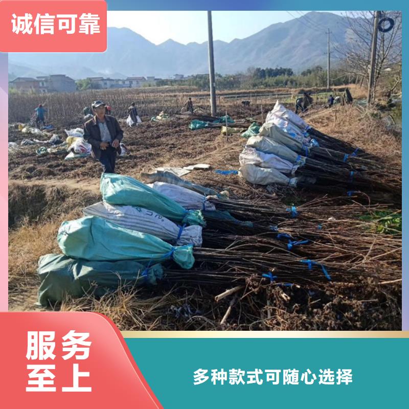 【碧根果】 石榴树多年行业经验同城制造商